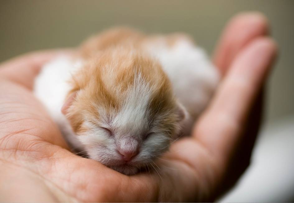 Comment reconnaitre un chaton femelle ?